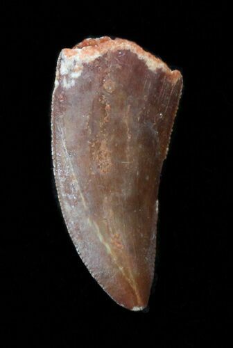 Large, Raptor Tooth - Morocco #38363